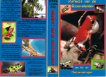 Pumilio of the bocas islands